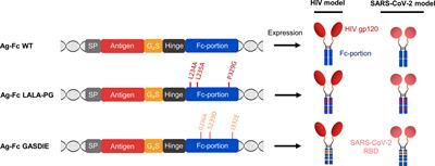 Antigen-dependent modulation of immune responses to antigen-Fc fusion proteins by Fc-effector functions